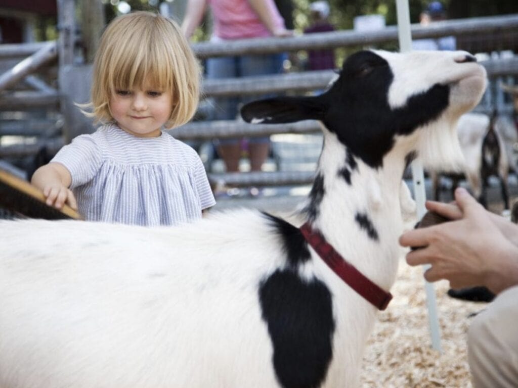 Beacon Hill Children's Farm 